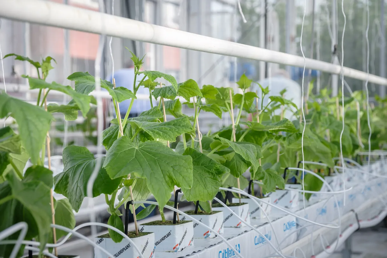 AGROS II: Accelerating autonomous, climate‑neutral greenhouse cultivation