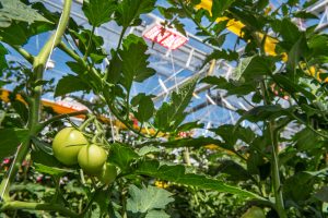 Tomatoes and Agrolux