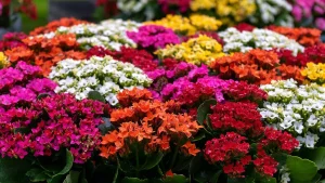 Kalanchoes