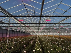 Kwekerij Hesen Gerberas