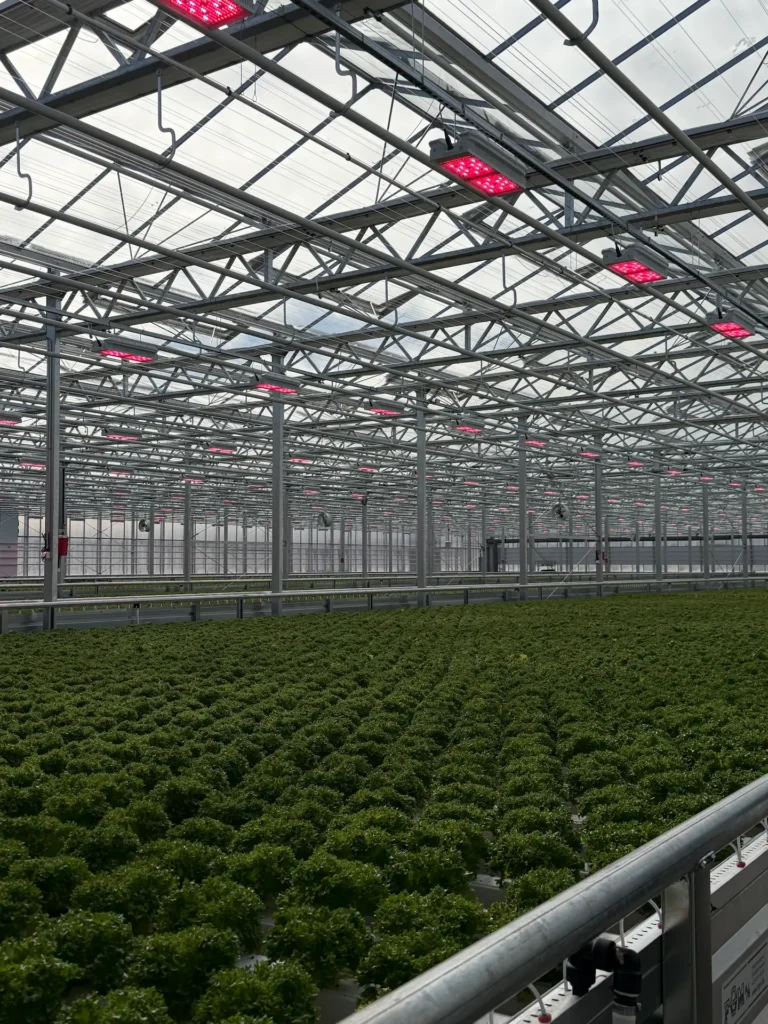 Lettuce greenhouse with LED