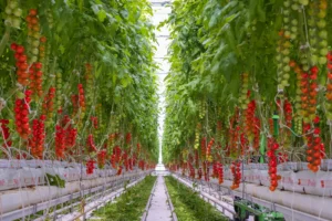 NFF candy tomatoes