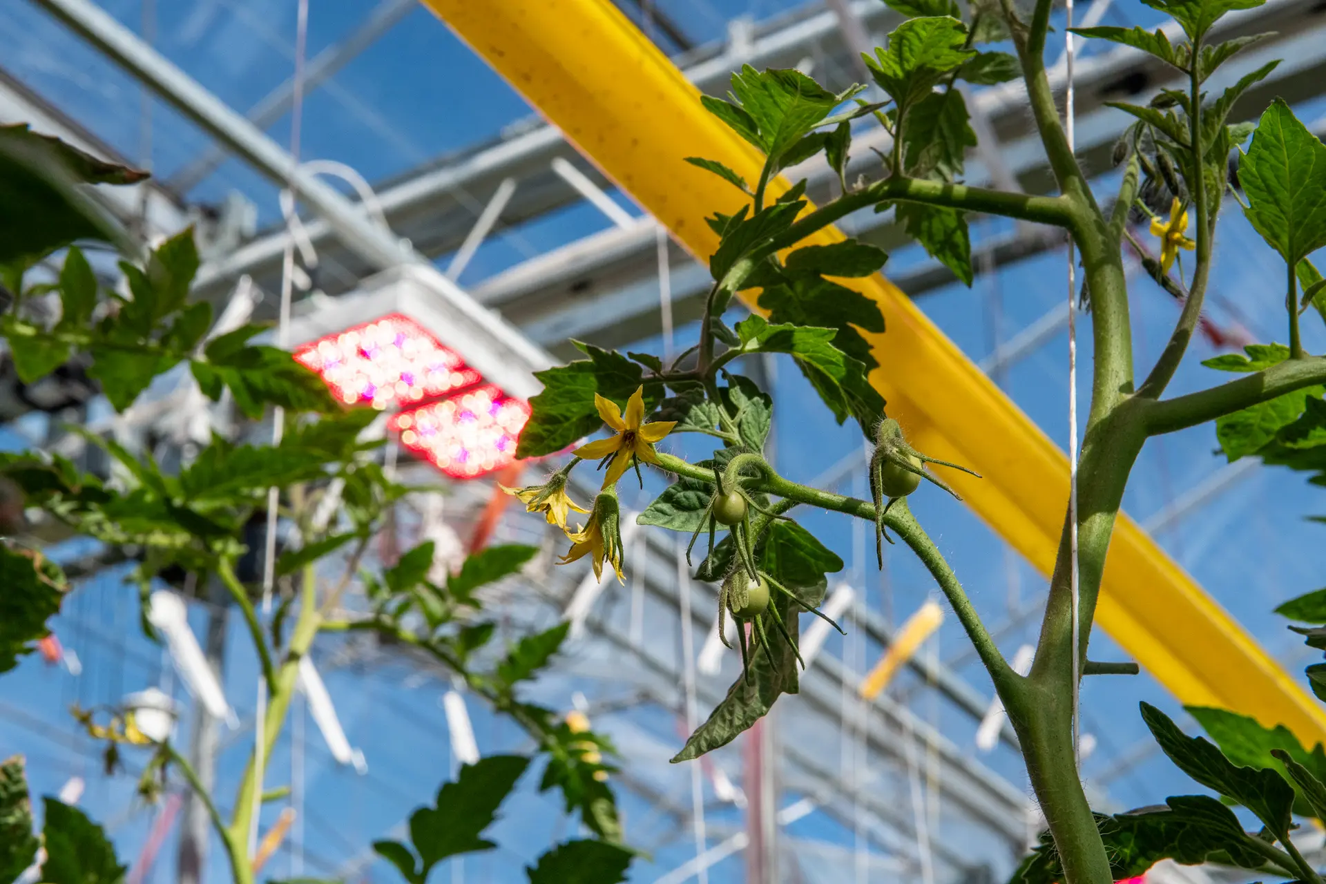 Flower of tomato