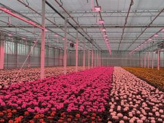 Chrysanthemums in greenhouse
