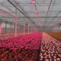 Chrysanthemums in greenhouse
