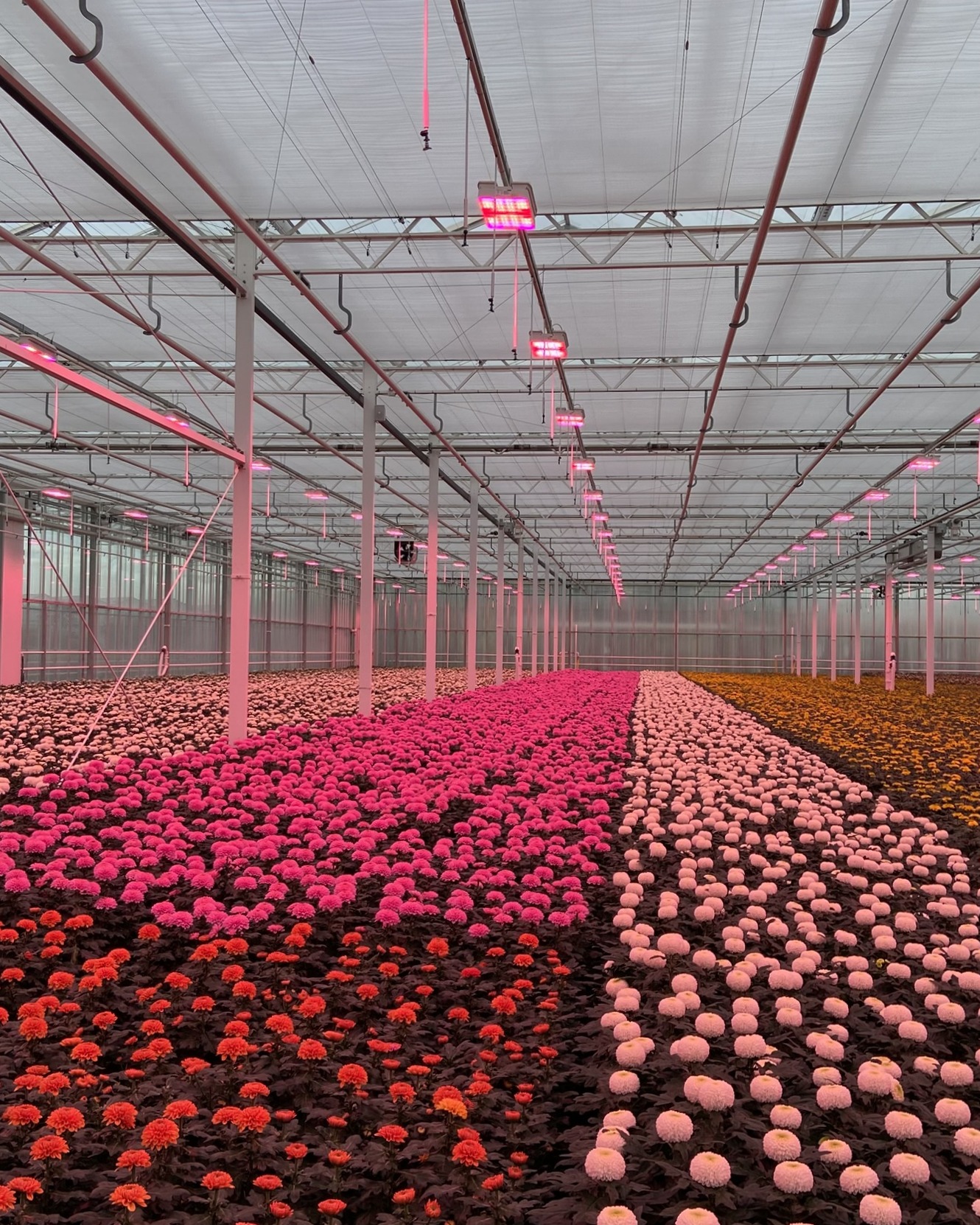 Chrysanthemums in greenhouse