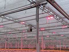 Chrysanthemums in greenhouse