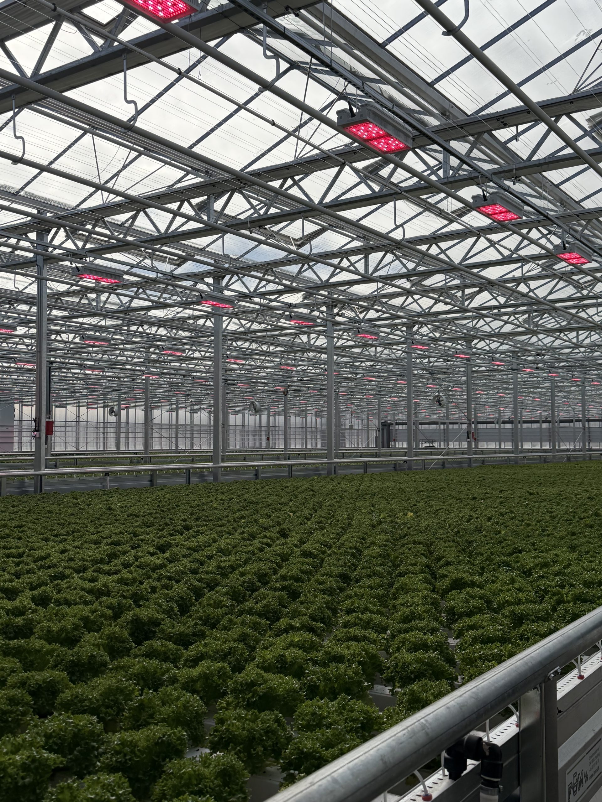 Lettuce greenhouse with LED