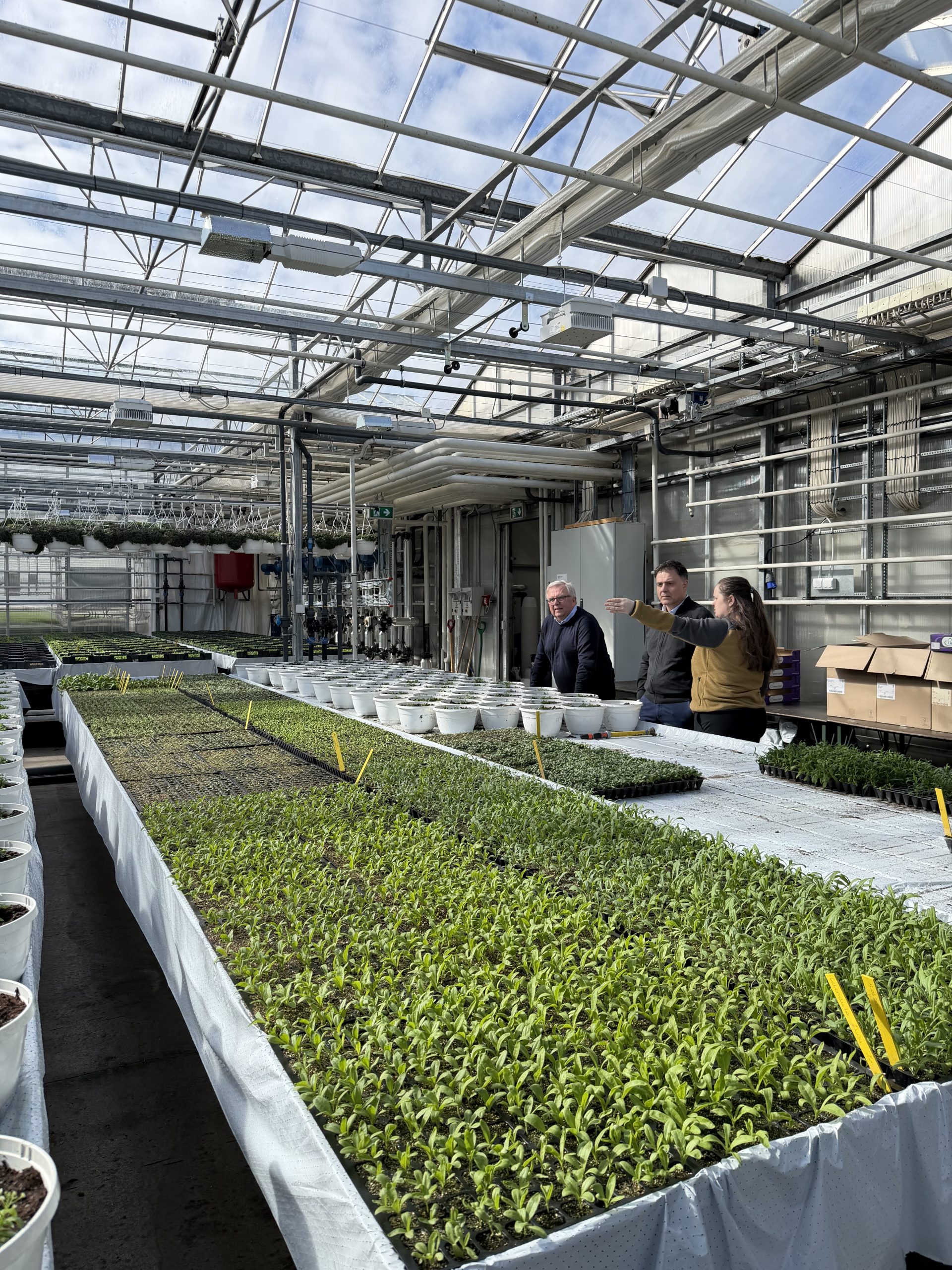 Lettuce with Marc Vidar and Anne-Eline