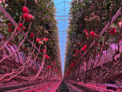 Tomatoes in greenhouse