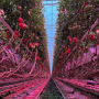 Tomatoes in greenhouse