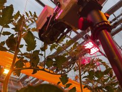 Plant_Lighting_LBE_LED_hybride